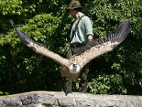 Gänsegeier beim Start